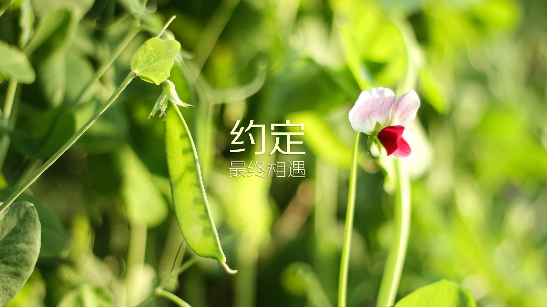中超联赛比赛精彩纷呈，球迷期待爆棚，看一下中超联赛