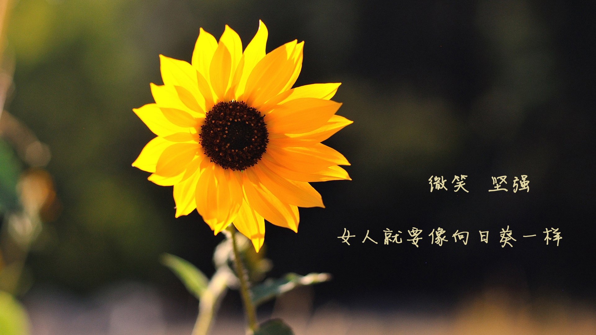 爱游戏体育（AYX）官方APP下载-塞尔维亚女篮在欧洲锦标赛中不断突破，争夺最高荣誉，塞尔维亚女蓝